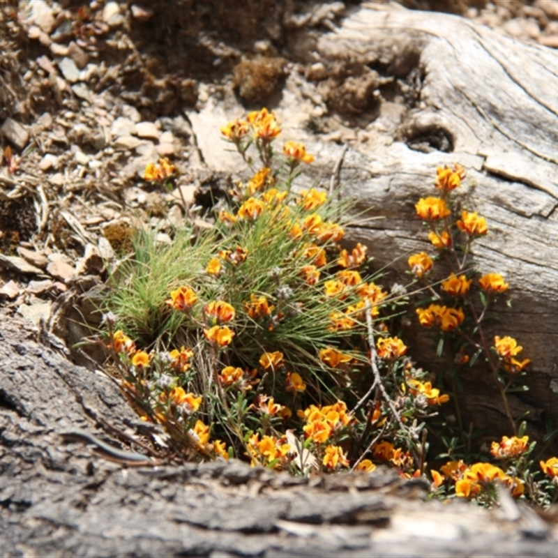 Pultenaea