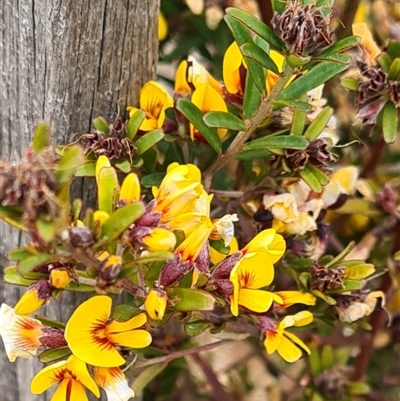 Pultenaea sp.