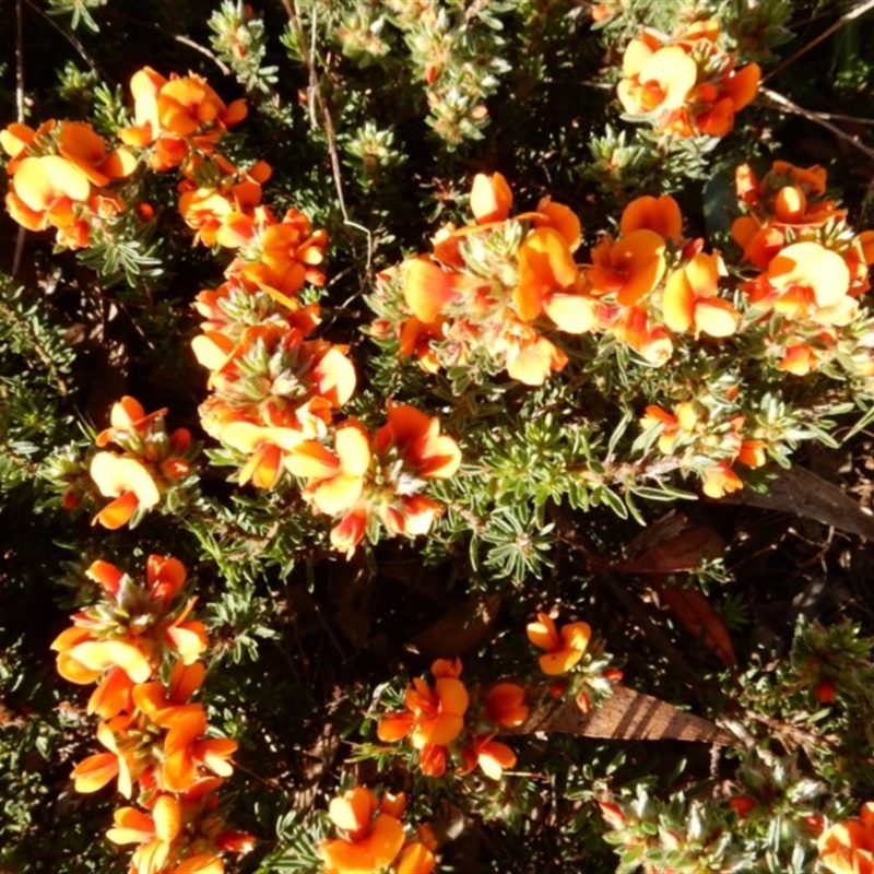 Pultenaea subspicata