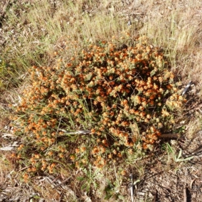 Pultenaea subspicata