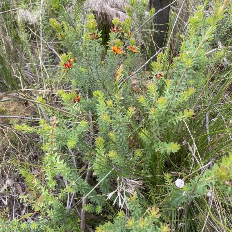 Pultenaea tuberculata