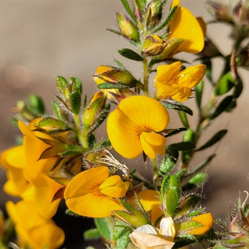 Pultenaea villosa