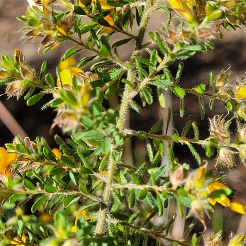 Pultenaea villosa