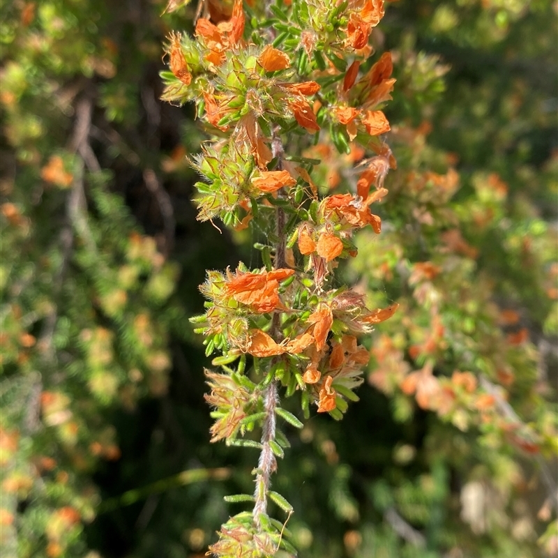 Pultenaea villosa