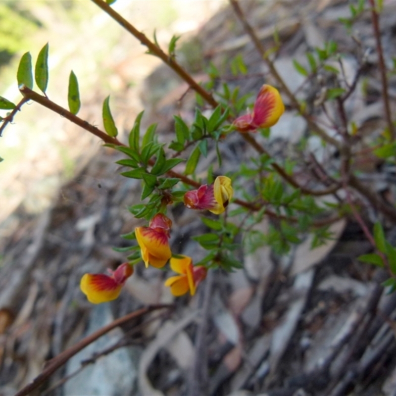 Pultenaea vrolandii