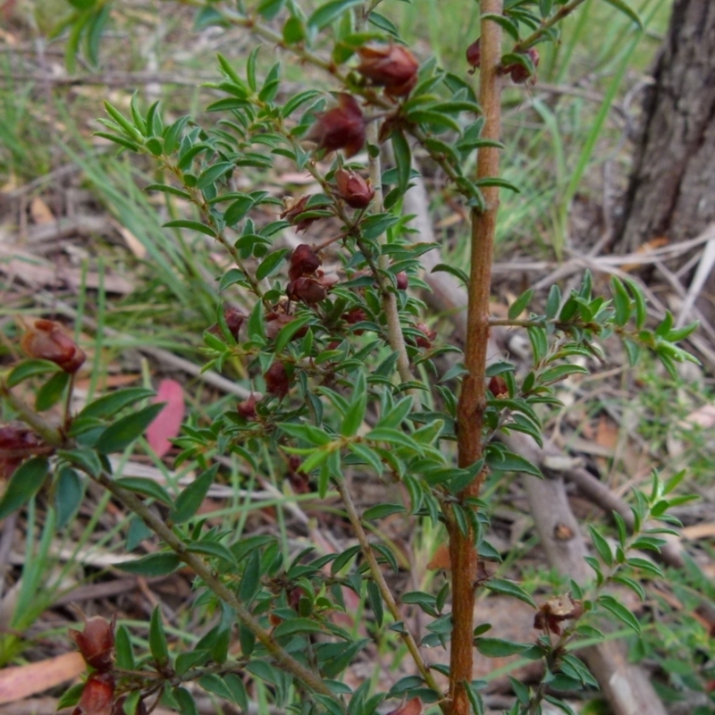 Pultenaea vrolandii