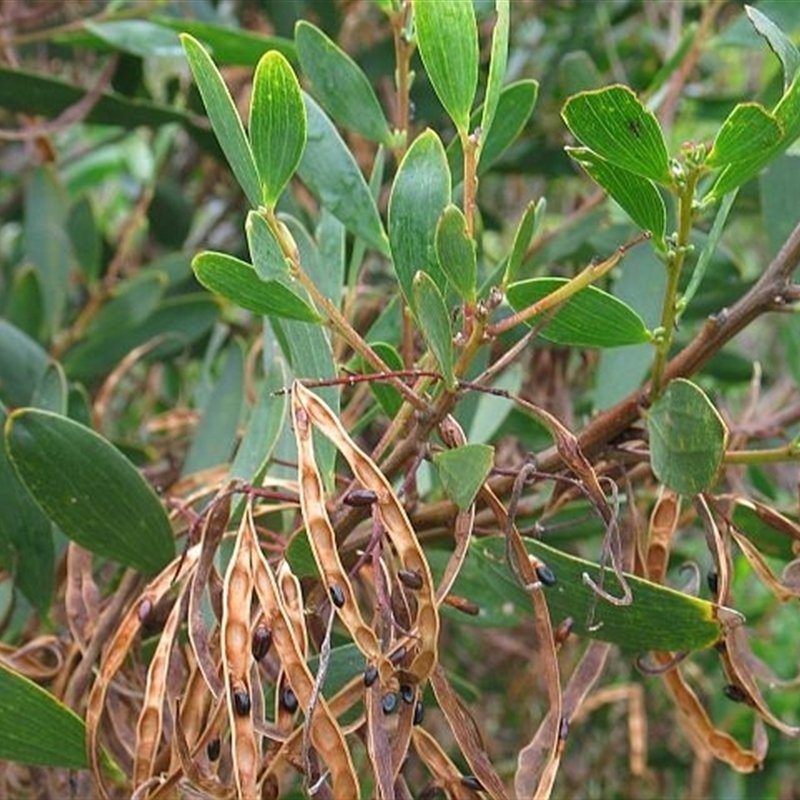 Acacia longifolia subsp. sophorae