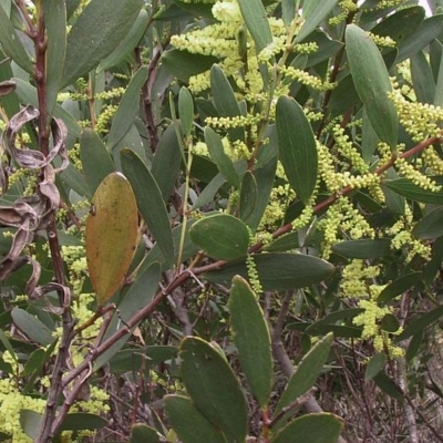 Acacia longifolia subsp. sophorae