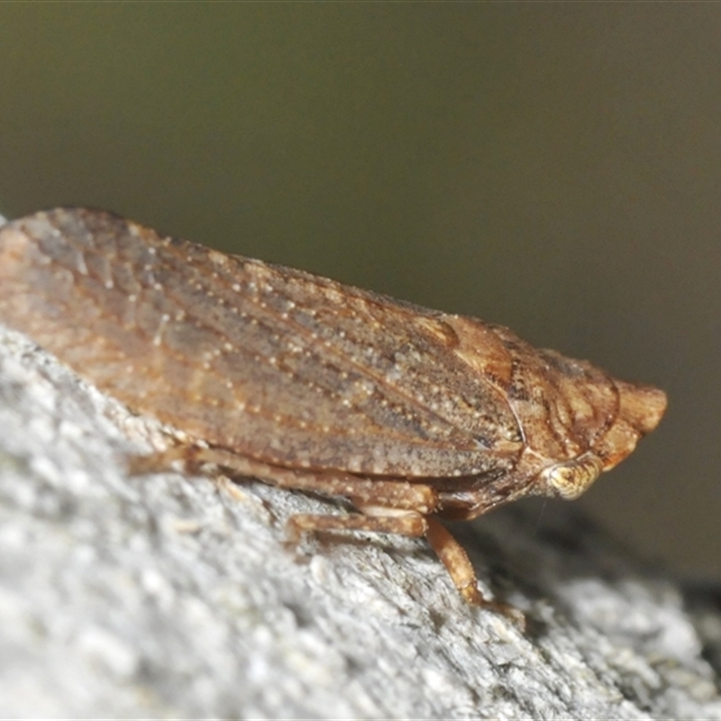 Putoniessa sp. (genus)