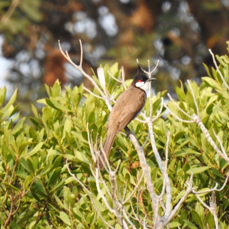 Pycnonotus jocosus