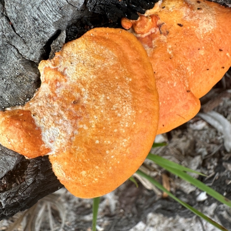 Trametes coccinea