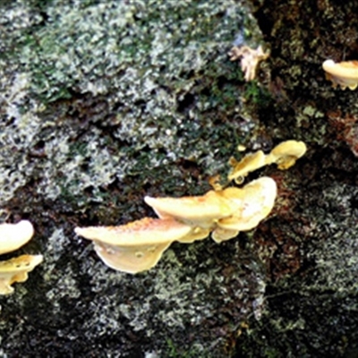 Trametes (old Pycnoporus sp.)