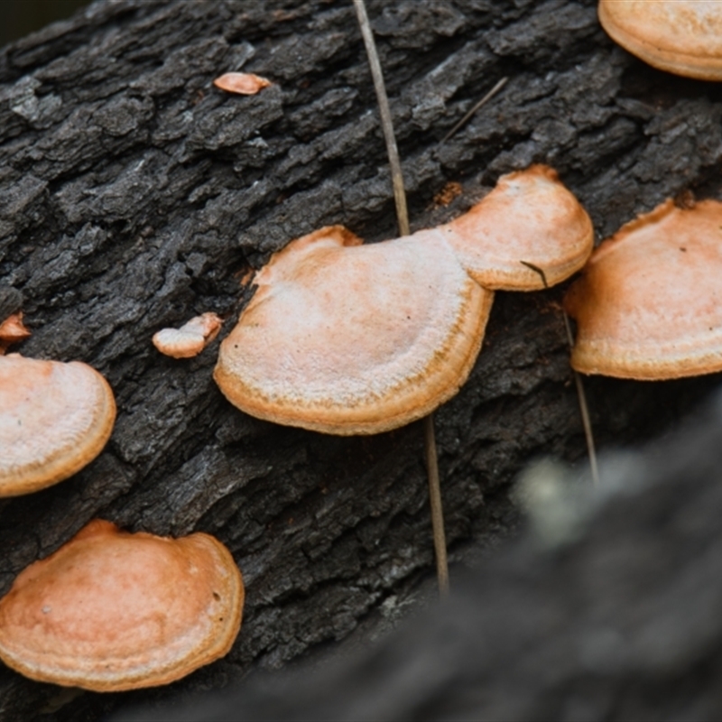 Trametes (old Pycnoporus sp.)