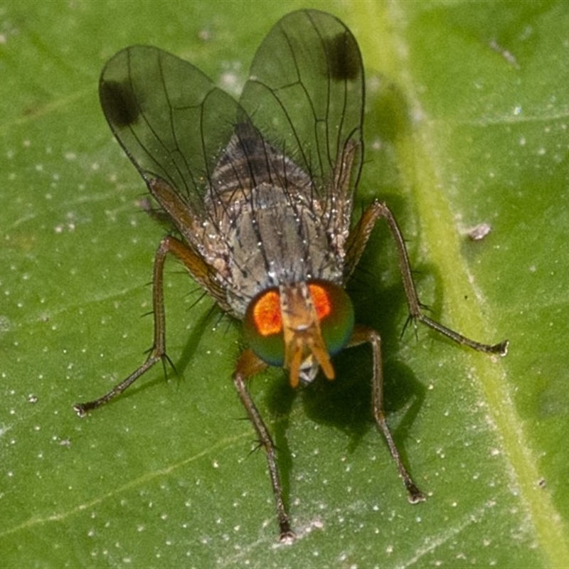 Pygophora apicalis