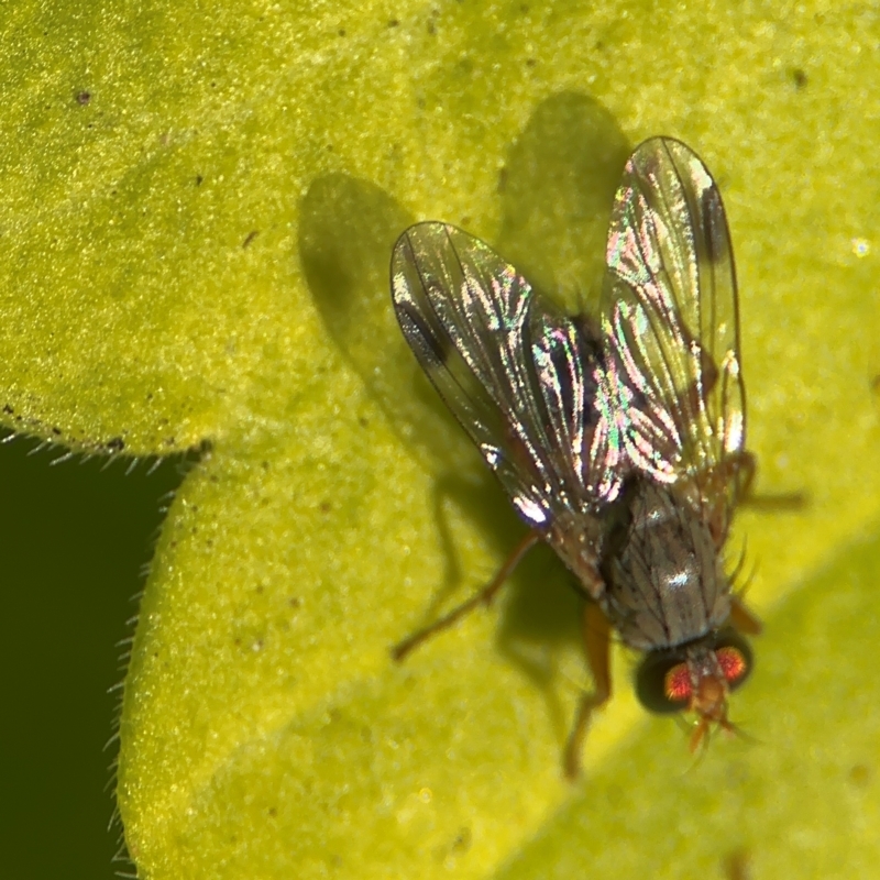 Pygophora apicalis