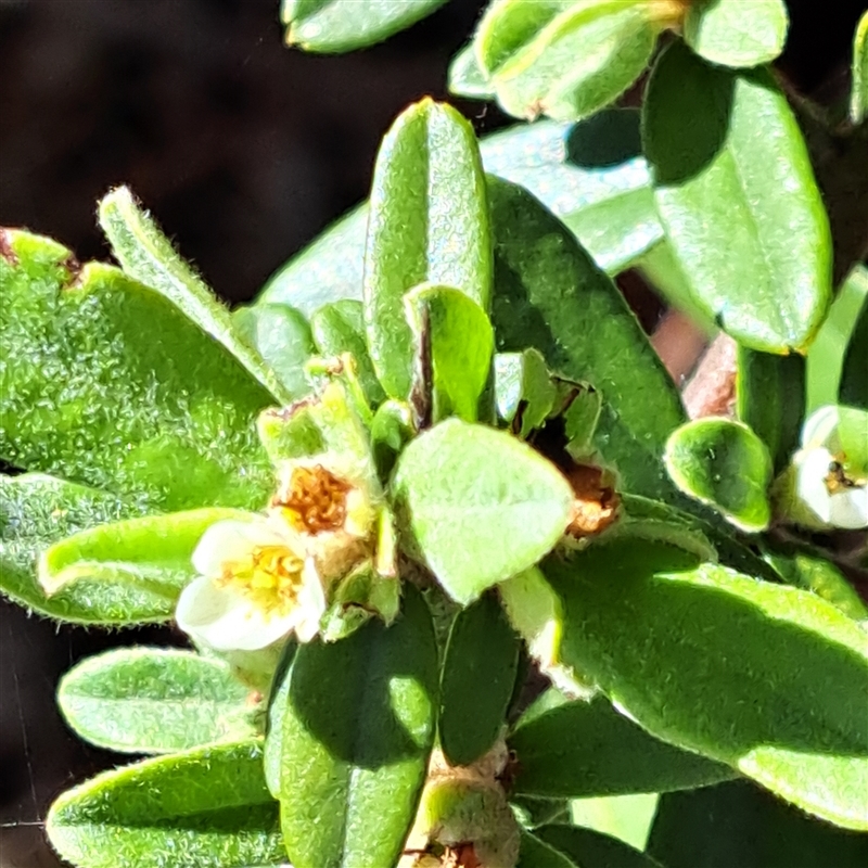 Pyracantha angustifolia