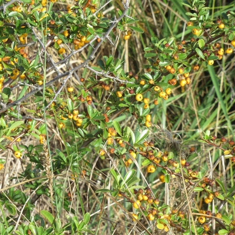 Pyracantha crenulata