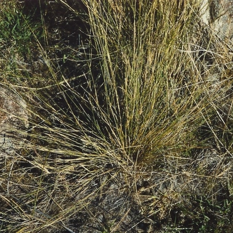 Aristida ramosa