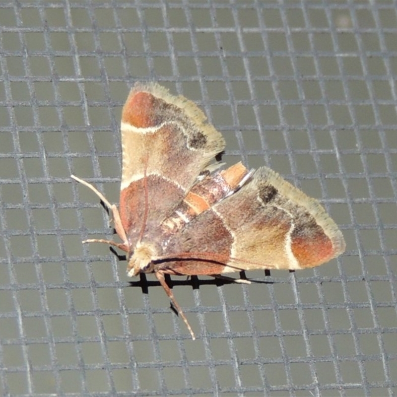 Pyralis farinalis