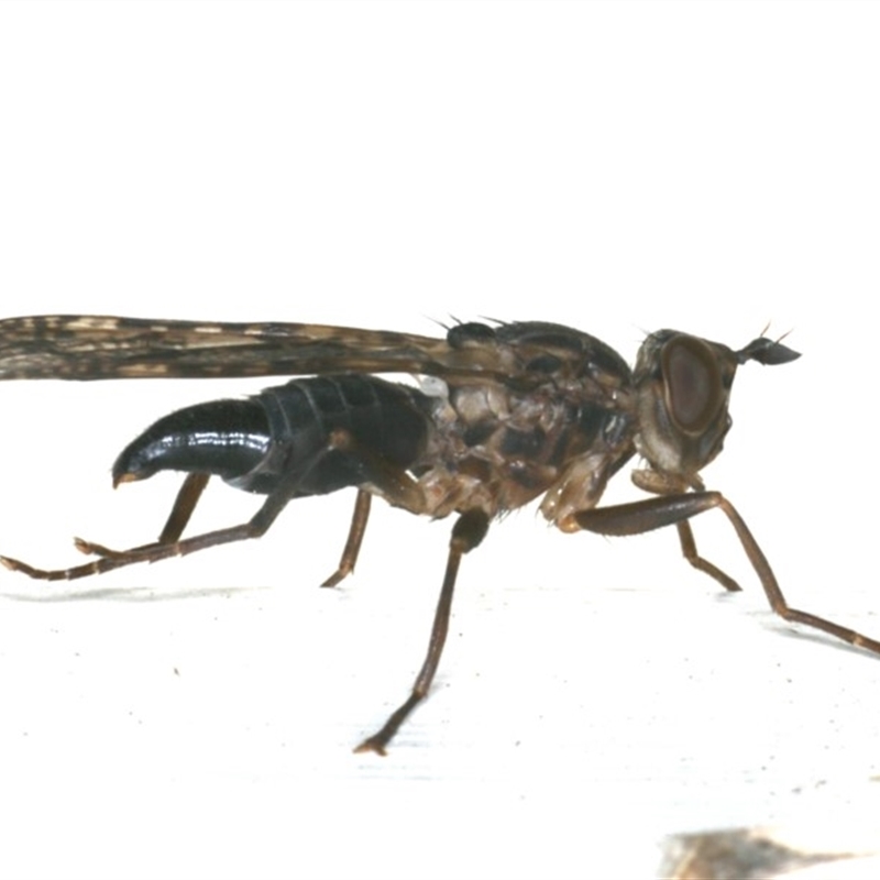 Pyrgotidae sp. (family)