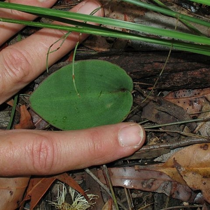 Pyrorchis nigricans