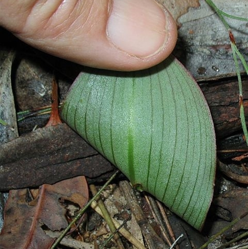 Pyrorchis nigricans