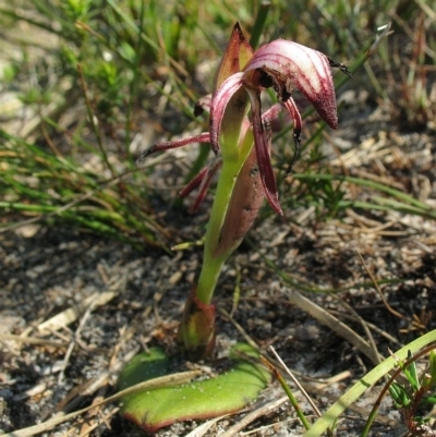 Pyrorchis nigricans