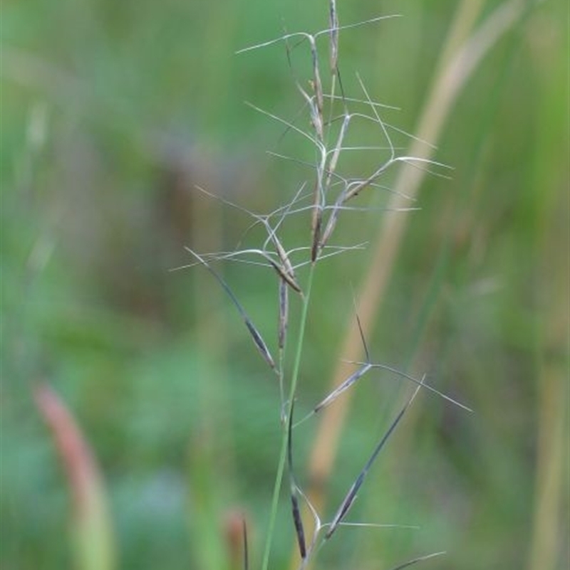 Aristida vagans