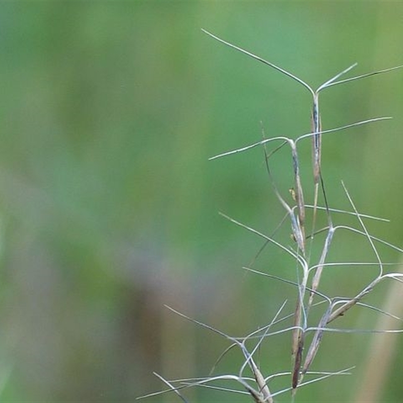 Aristida vagans