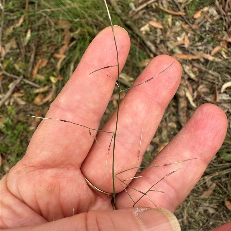 Aristida vagans