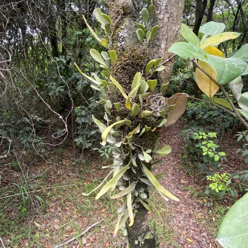 Pyrrosia confluens var. confluens