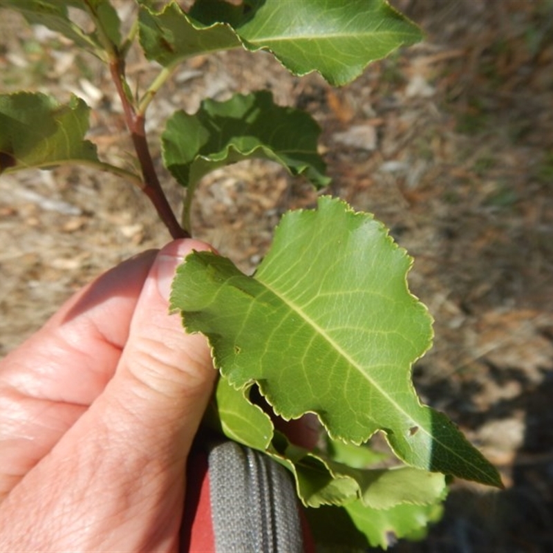 Pyrus ussuriensis