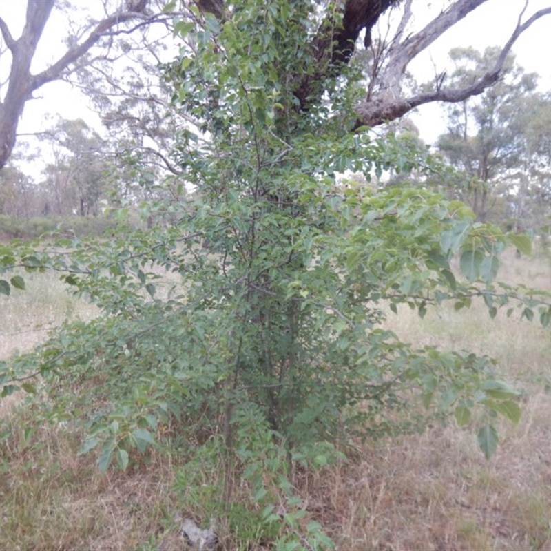 Pyrus ussuriensis