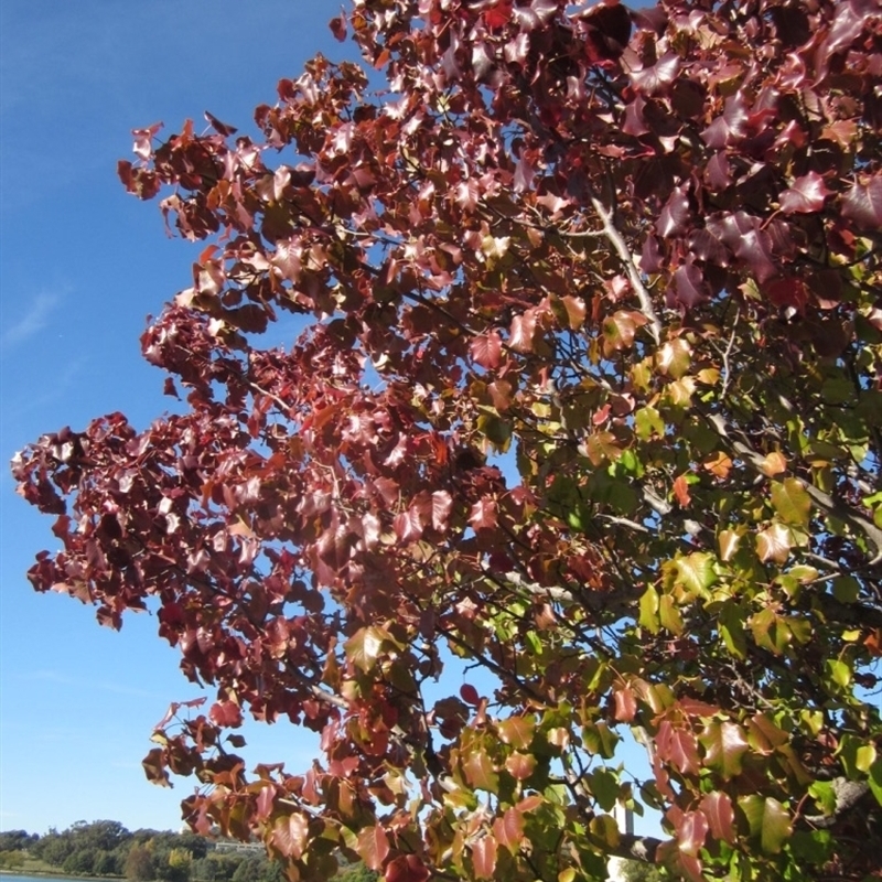 Pyrus ussuriensis