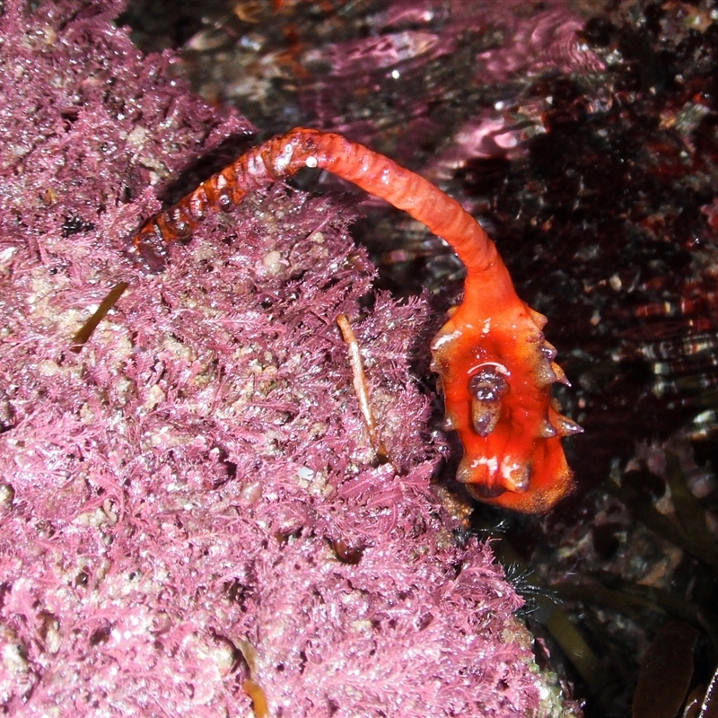 Pyura gibbosa