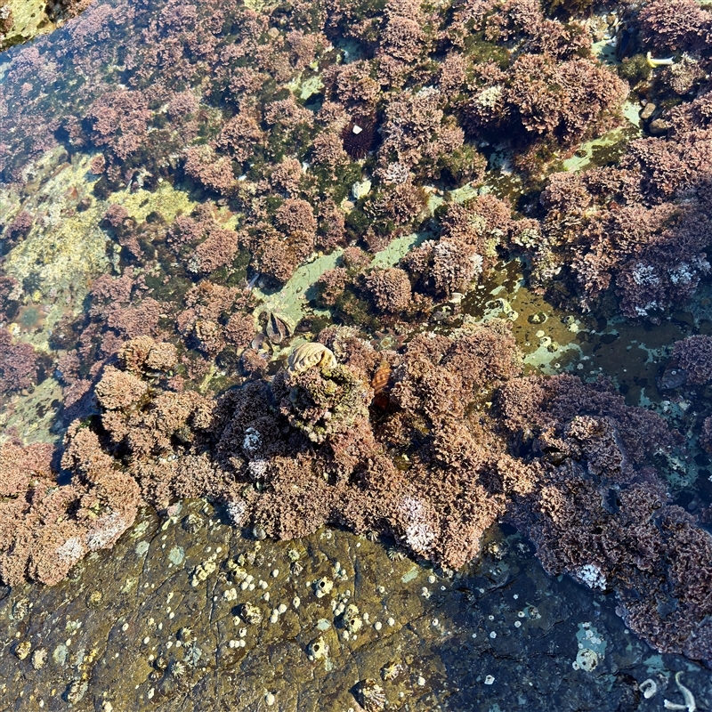 Pyura sp.