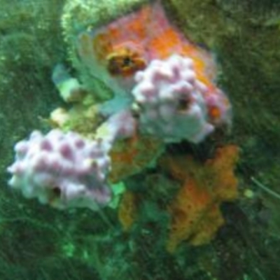 Pyura spinifera