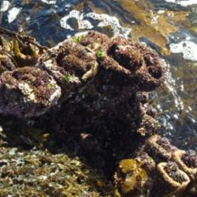 Pyura stolonifera