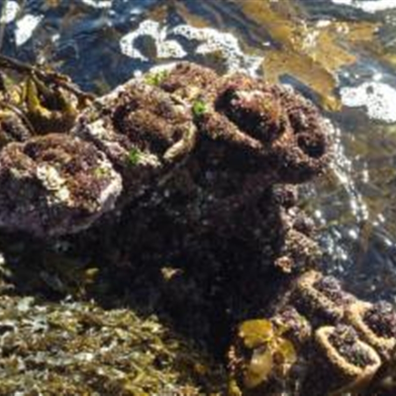 Pyura stolonifera