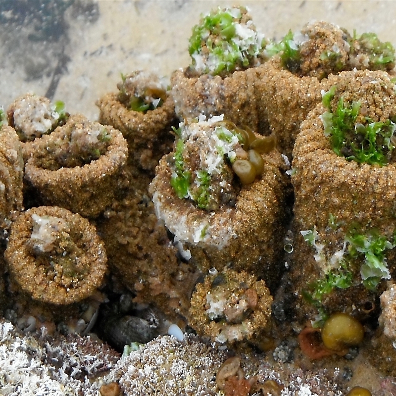 Pyura stolonifera