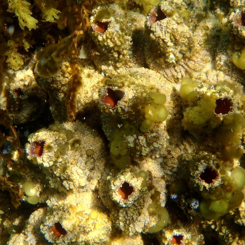 Pyura stolonifera