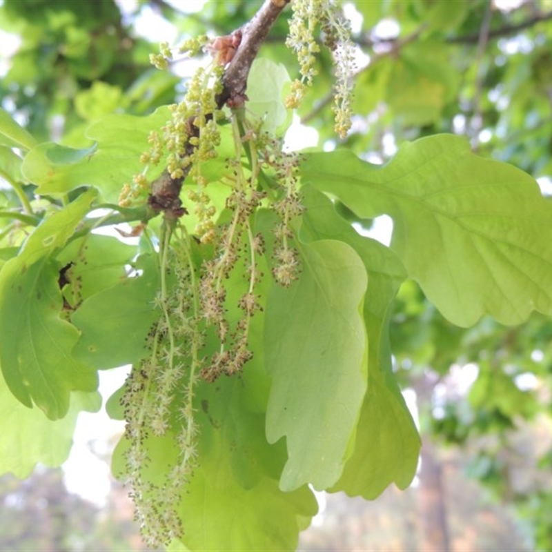 Quercus robur