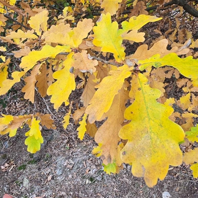 Quercus robur