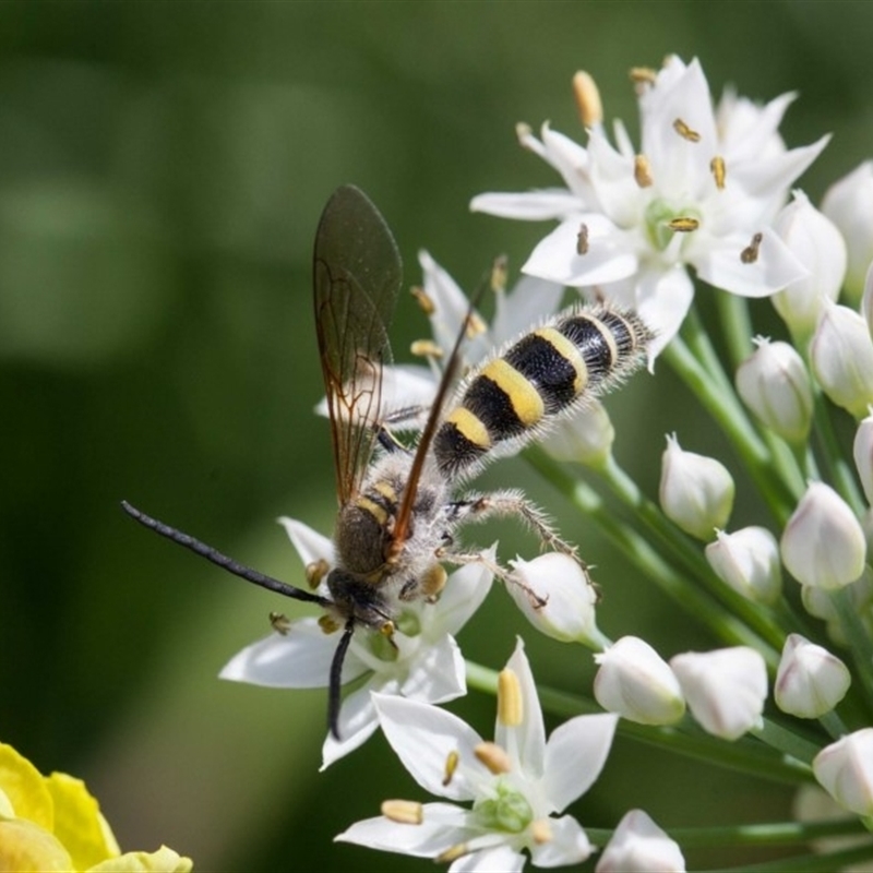 Radumeris tasmaniensis