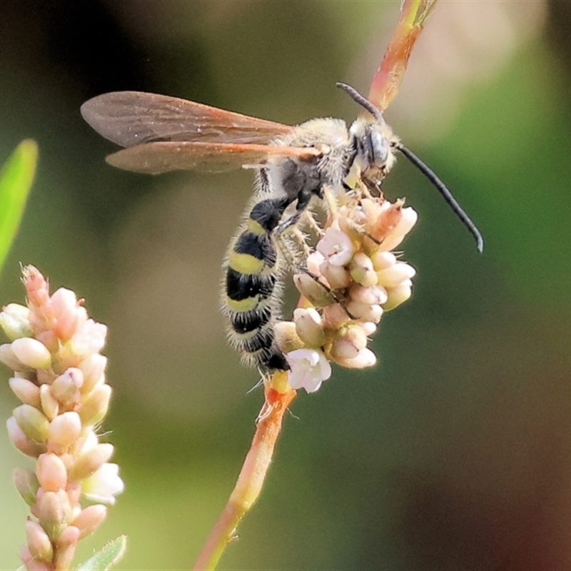 Radumeris tasmaniensis