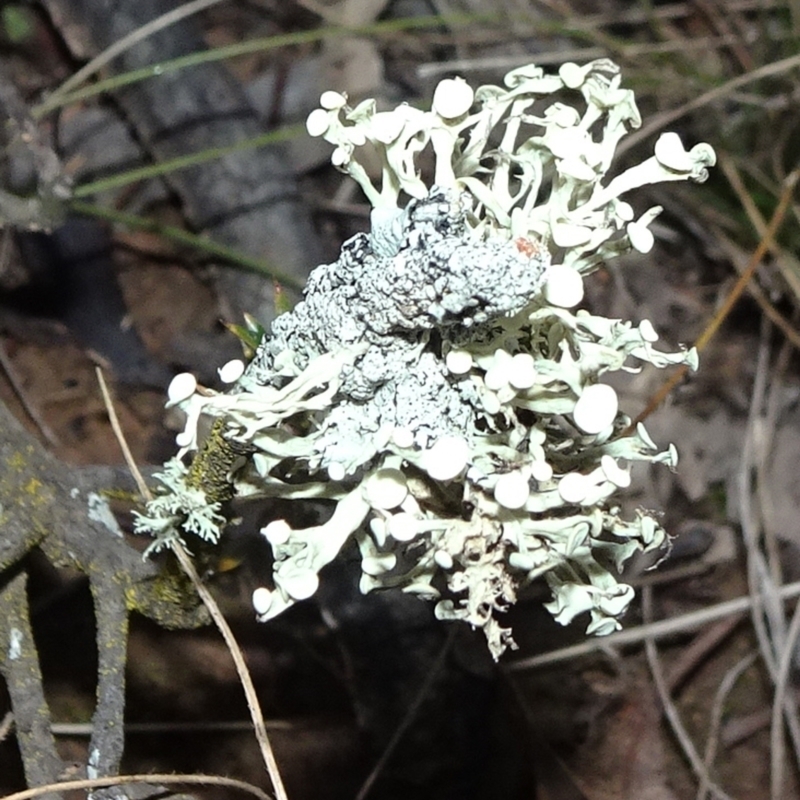Ramalina sp. (genus)