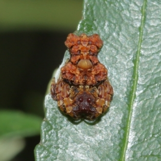 Arkys alticephalus