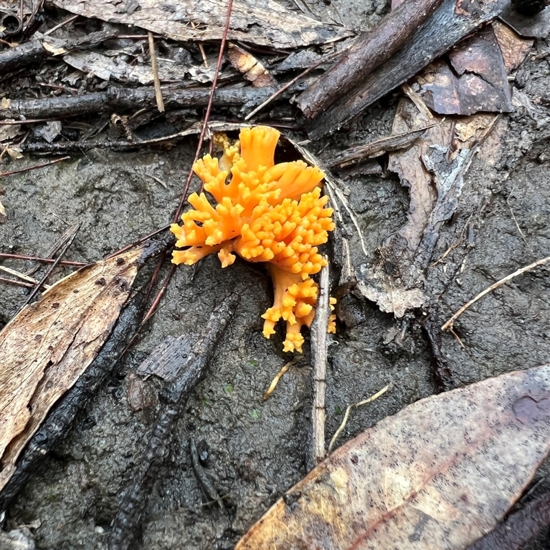 Ramaria anziana