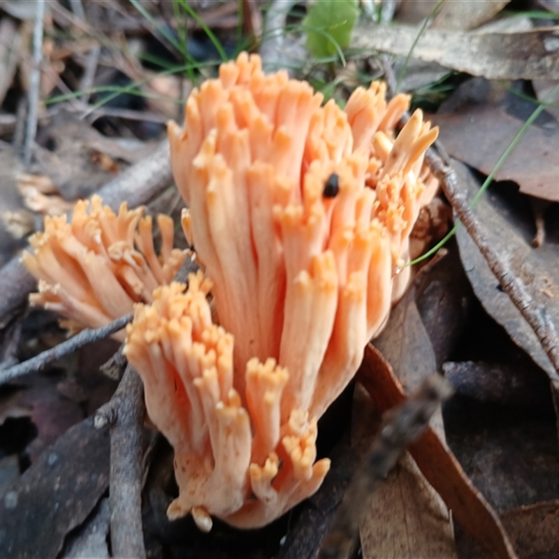 Ramaria anziana