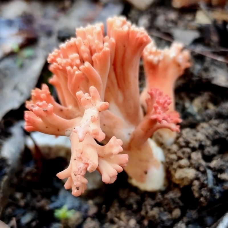 Ramaria capitata ochraceosalmonicolor